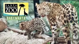 Baby Marta the cutest Amur Leopard at the Santa Barbara Zoo