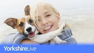 Is it safe to walk your dog on the beach?