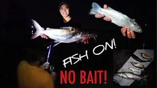 Fishing in Singapore WITHOUT baits?! HOW?! Netcasting | Jahan | Golden Snapper