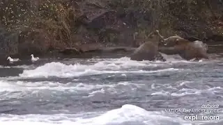 Katmai Bears 10-11-25.  Bear #164 Charges #903; Bear #903 Halts #164's Action.  explore.org
