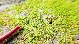 The Alien Among Us: The Secret World of the Red Millipede