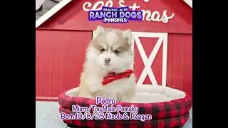 Training Video for Pedro the Pomsky ✨🐾  Get ready to be AMAZED! www.MaineAimRanchDogs.com