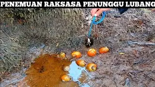 Заснято на камеру... Момент появления великана, стража норы, полной раковин улиток.