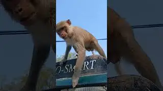 monkey funny reaction #video