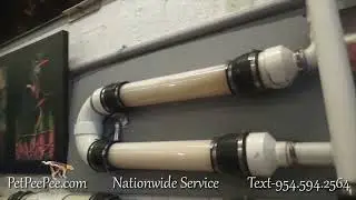 Urine odor removal Service