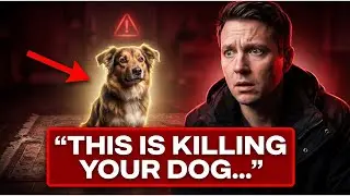 ⚠️ Avoid These 19 Dangerous Dog Owner Mistakes You Didn&rsquo;t Know You Were Making