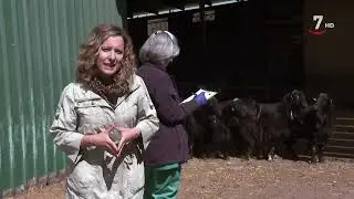 El Correvuela T3/E17: Animales de todas las razas, su cría y sus criadores en ganaderías