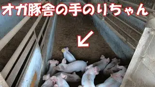 手のりちゃんを固定カメラで観察　後半画面が固まっちゃってます。ごめんなさい。