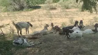 goat meeting kar raha hai#goat#thar#viralvideo #youtubevideo