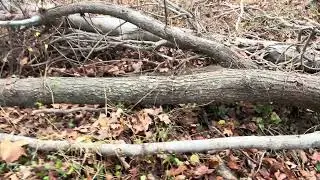 Walking on a abandoned spur in Edison, NJ