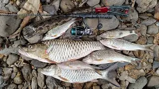 Day 2 | Spinning Reel HF800 | Strike Sebarau 1.5kg | Topwater Explosion