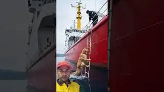 Golden Retriever Saves Ship Crew from Drowning 🐶⚓ Real Sea Rescue Story