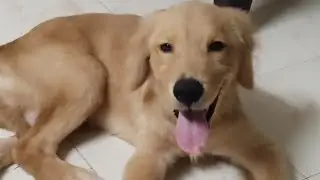 This little guy playing with my mom's slipper 😂
