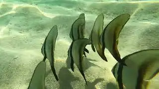 Snorkeling in koh Samui, Koh Phangan and koh Tao (Thailand)