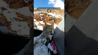 #nature #livesnowfall #guest #mountains #panchachuli #beauty