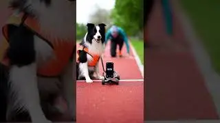 Ultimate Dog Race Challenge 🐶🔥Dog Skateboard Fastest Pup Wins