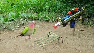 New Idea - Creative Fantastic Quick Bird Trap | Unique Parrot Trap