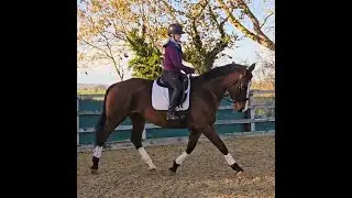 Millie 17hh Irish Draught 8yrs
