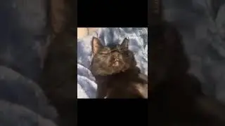 Epic cat #shorts #omfg #cool #fyp #cats #instagram