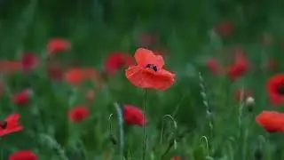 Poppies, unparalleled grace, one of nature's most magnificent sights