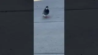Eight seconds of pigeon strut and music tune #pigeon #pigeons #urbanbirds #urbananimals #birds
