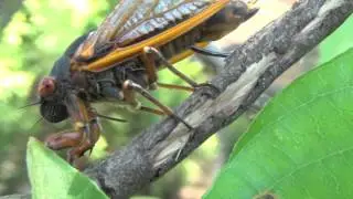 Magicicada septendecim ovipositing in Metuchen NJ