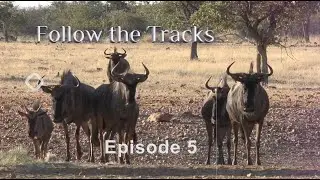 Follow The Tracks - Episode 5 - Wildebeest