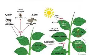 Plant Intelligence: Overview