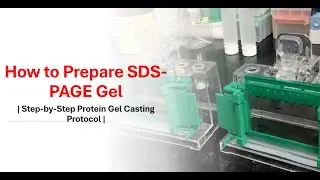 How to Prepare SDS-PAGE Gel | Step-by-Step Protein Gel Casting Protocol