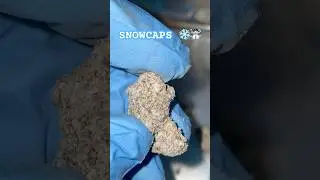 THCA ISOLATE SNOWCAPS MADE WITH INDOOR FLOWER- #thca #thcareview #legaleducation  #thc #cbd #zaza