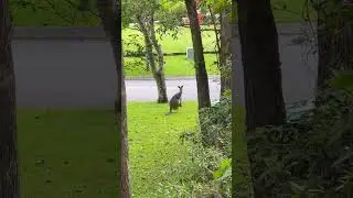 my view today🦘 #shortvideo #viralvideo #kangaroo #australia