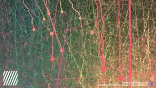 Cat V2 Neural Network behavior Simulation on Orientation Selectivity
