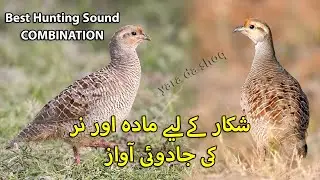 Best Hunting Sound Combination | Female & Male Francolin Voice | Shikar k liye Awaz