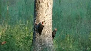 indian hen woodpeckers