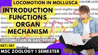 Locomotion in mollusca notes with explanation for msc zoology 1 semester | locomotion in mollusca |