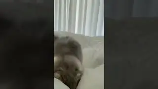 FUNNYLLIONARE 🤣I #Funny #FunnyVideo #Shorts