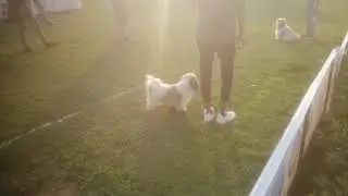 @BIRDSLOVERS #ANIMALSLOVERS #doglover #cute#funny #beauty