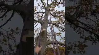 Tree cutting #rope #knot #tree #work