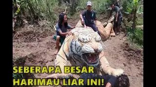 Harimau Terbesar Di Dunia