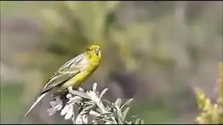 TVE, (canario silvestre).