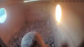 08/22/25 Owl Box Clipstream