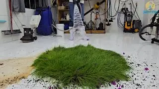 Cleaning satisfying the carpet left in the garden that turned into grass -ASMR RUG CLEANING