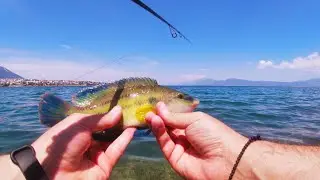 LRF με σιλικόνη γαρίδας με διάφορα ψάρια!