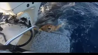 Fishermen rescue sea turtle from jaws of tiger shark...