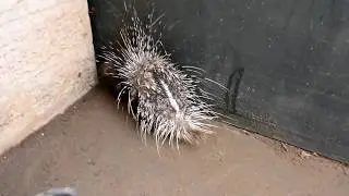 هكذا يدافع النيص عن نفسه ويسدد ضرباته مع جمال العمواسي