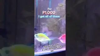 For One thousand pesos. #aquarium #fishpet #fish #aquariumfish #freshwaterfish #shortfyp #shorts