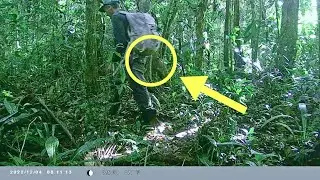 SINISTRO: CÂMERA DE TRILHA CAPTUROU IMAGENS DO ANIMAL MAIS PERIGOSO DO PLANETA!!!