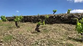 Traditional plantations in Priorat