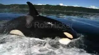Wild orcas Video