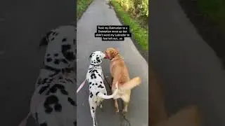 Owner puts Dalmatian design jacket on golden retriever to fit in at meet up #Shorts